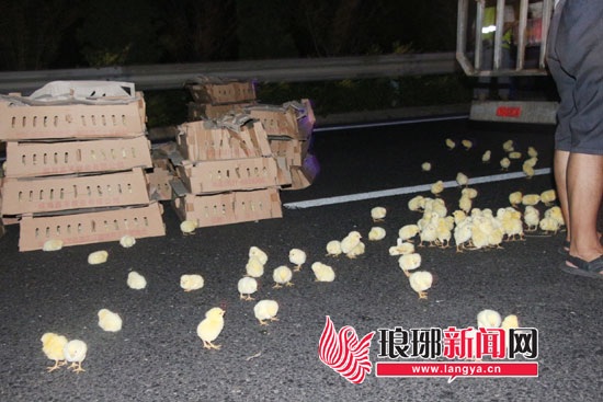 山東臨沂一開車不慎追尾 8萬隻小雞