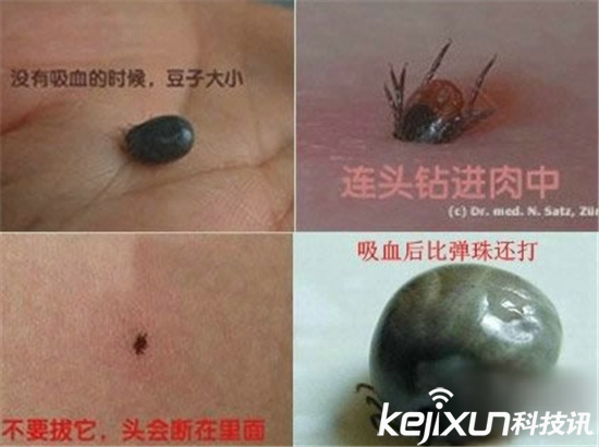 動物界最恐怖生物排行 眼鏡蛇竟然不是第一