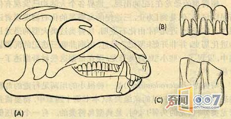 兩億年前畸齒龍竟然長著“備用牙齒”