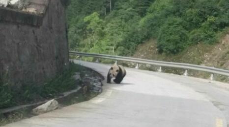 国道发现野生熊猫& 贴着路边行走努力的遵守