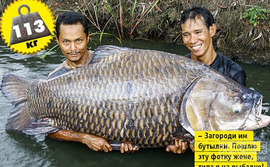 世界上最大鲤鱼罕见曝光 竟然重达113.5公斤