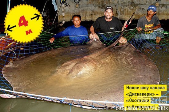世界上最大鲤鱼罕见曝光 竟然重达113.5公斤