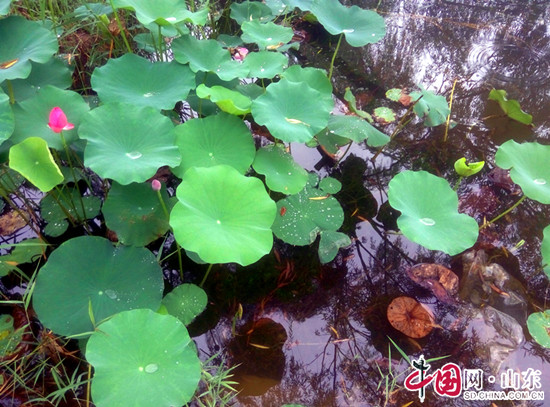 一場秋雨 一番濱州荷塘絮語(組圖)