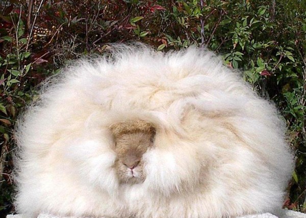 世界上毛发最长的兔子！25CM！还能看到它眼睛吗？