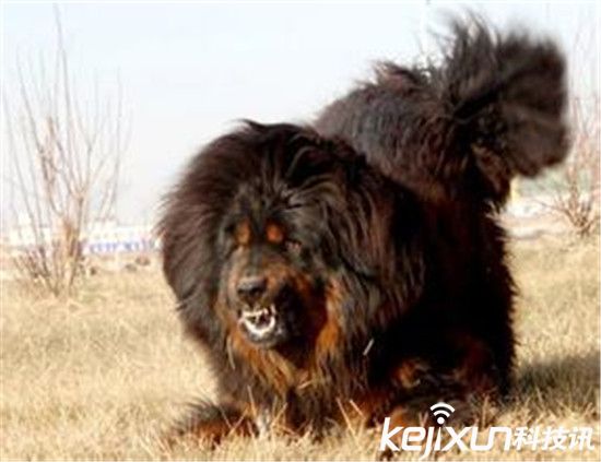 世界十大最凶悍的犬类排行 最厉害的狗有哪些？