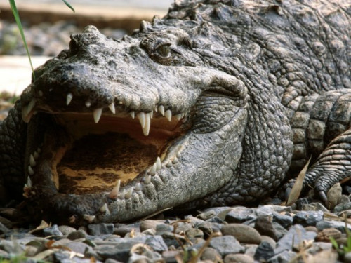 鳄鱼被塑料瓶卡喉 动物园管理员惹怒迫其吐出