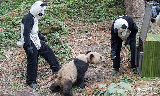 为了“ 
活捉 
”野生熊猫,这些 
摄影师 
玩起了Cosplay