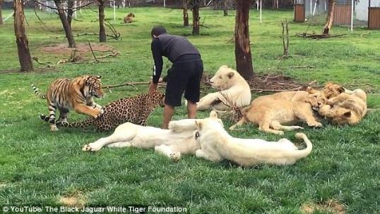  
动物园 
管理员险遭花豹 
袭击 
 老虎及时前来搭救