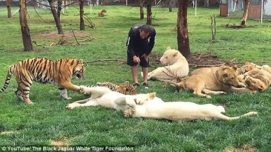  
动物园 
管理员险遭花豹 
袭击 
 老虎及时前来搭救