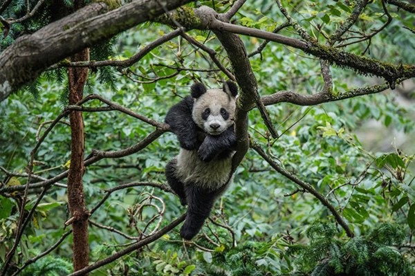 为拍野生熊猫 战地摄影师玩起Cosplay