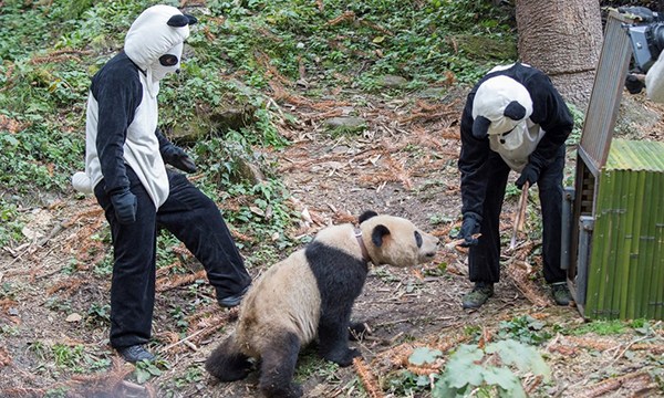 为拍野生熊猫 战地摄影师玩起Cosplay