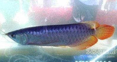 自然界最稀奇物種：亞洲龍魚身價21萬