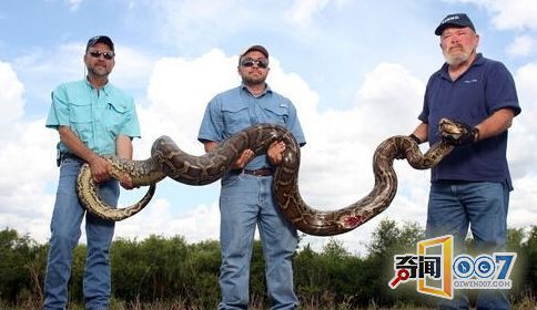 美国男子捕杀一条4.9米长巨蟒，解剖后发现肚中50个蛇蛋！