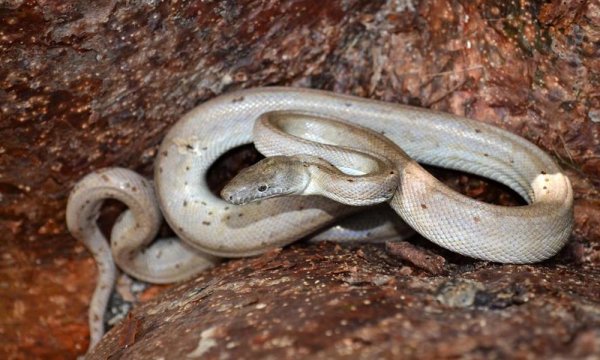 科學家在墨西哥山區發現一種新蛇 十分罕見令人震驚