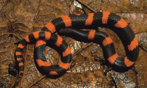 科學家在墨西哥山區發現一種新蛇 十分罕見令人震驚