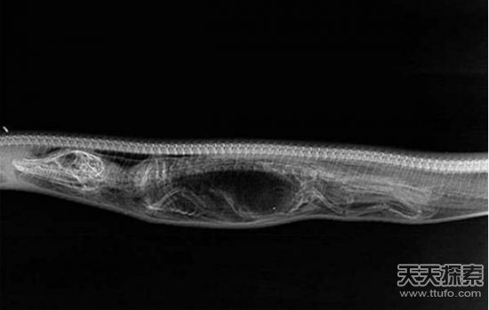 蟒蛇吞下鱷魚7天內的消化過程記錄 太強大！