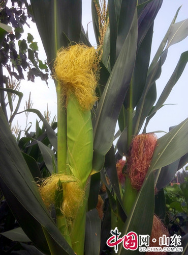 濱州圖景：玉米成熟進行時 田裏滿滿的壯觀