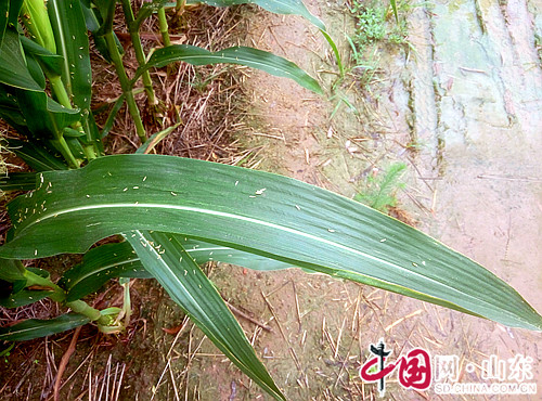 濱州圖景：玉米成熟進行時 田裏滿滿的壯觀