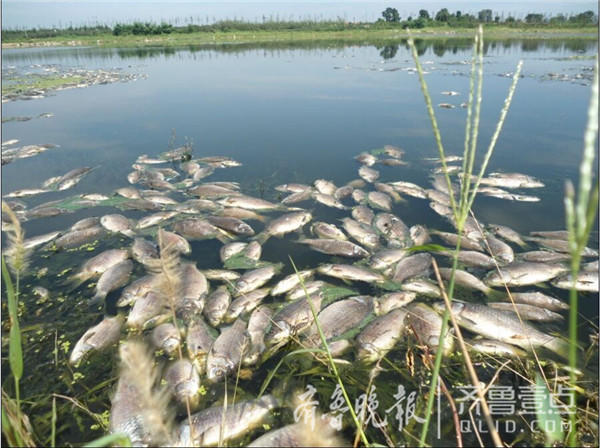 莱西大沽河现大量死鱼，绵延数百米，非因河水污染