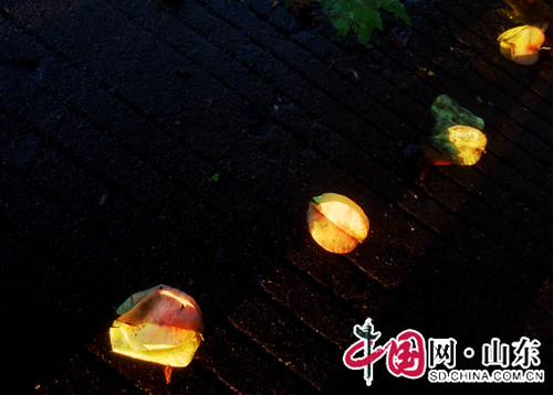 濱州拍客：雨後夕陽美艷了大濱州(組圖)