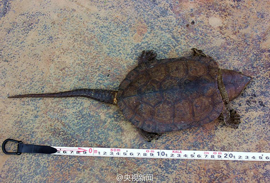 云南动物走私案查获平胸龟242只 淡水龟最特殊的一种（组图）