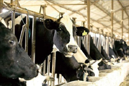山東生鮮乳價格下滑 奶牛養殖業大多虧損經營（圖）