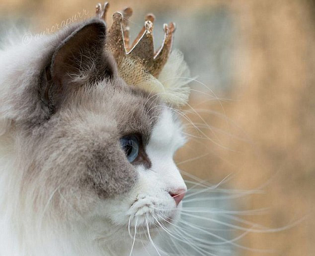 羡煞众人！猫咪被当公主养 被称最漂亮猫咪