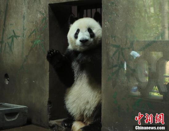大熊猫“成就”“双好”杭州新家卖萌