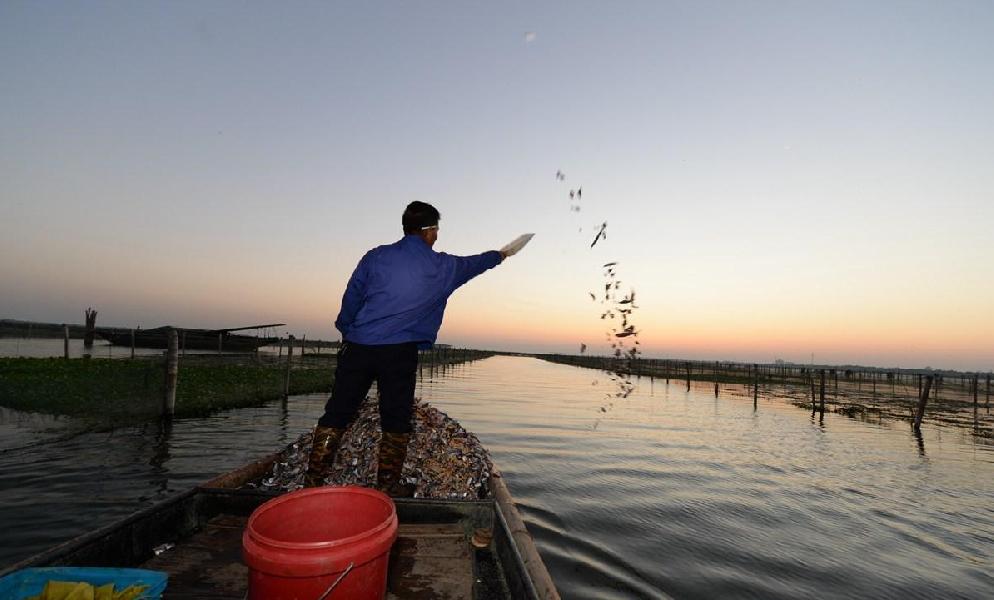  
实拍 
阳澄湖蟹农捞蟹 每天要喂上千元冻鱼