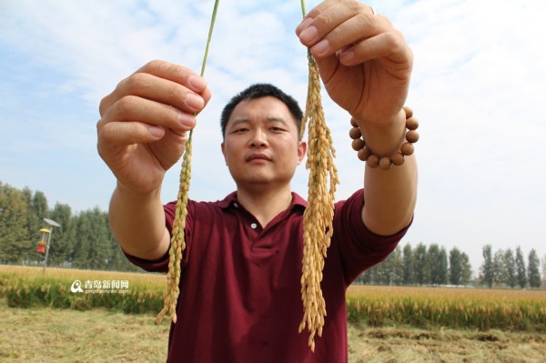 平均畝産980.43公斤 青島超級稻創紀錄