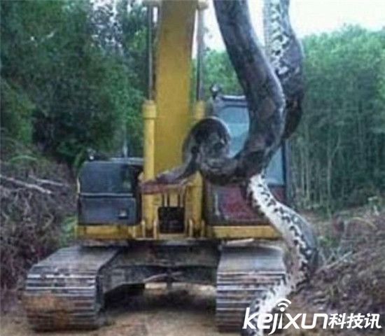  
巴西 
工地挖出10米长巨蛇  
体重 
达800斤!