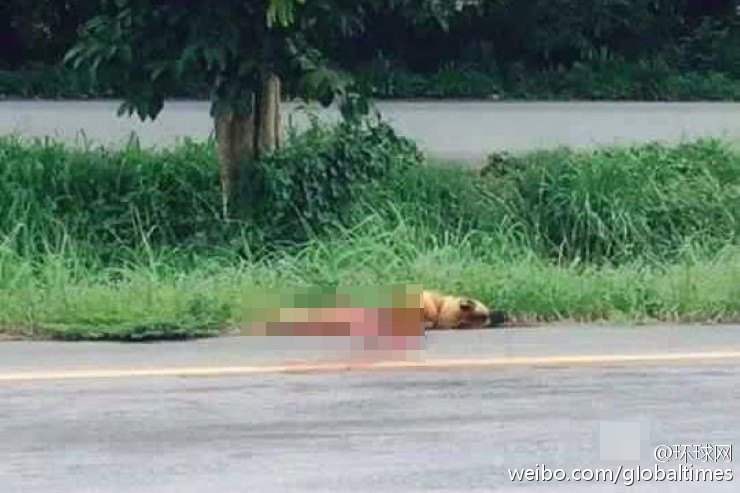 忠犬路邊等 
主人 
半年 不幸被 
車撞死 
