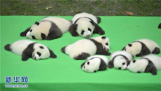 新生熊猫幼仔上演熊猫瘫 个个姿态疲软简直萌爆了(图)
