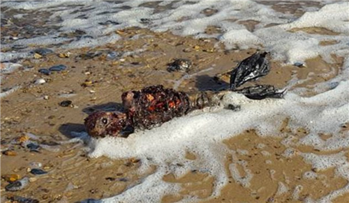 英國海灘驚現不明生物遺體 疑似“美人魚”