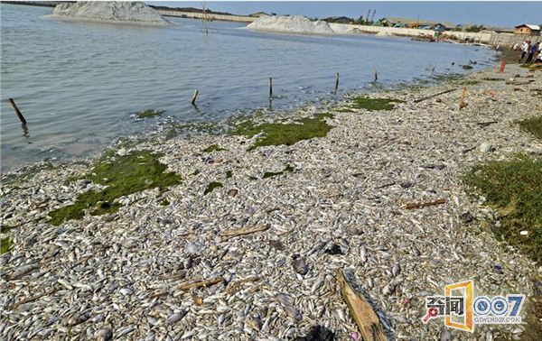 印尼一湖泊突現上萬條死魚：魚屍滿湖 場面駭人