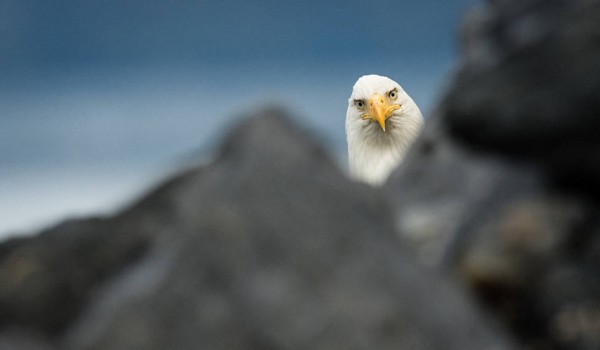 表情逗逼！野生動物歡樂多