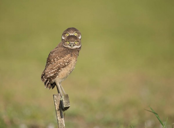 表情逗逼！野生動物歡樂多