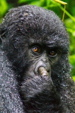 表情逗逼！野生動物歡樂多