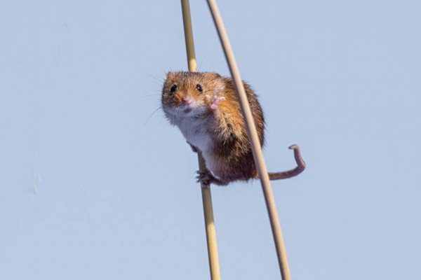 表情逗逼！野生動物歡樂多