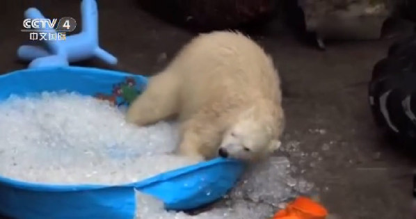  
北極熊 
 
動物園 
冰池內快樂翻滾 像孩子一樣開心玩耍