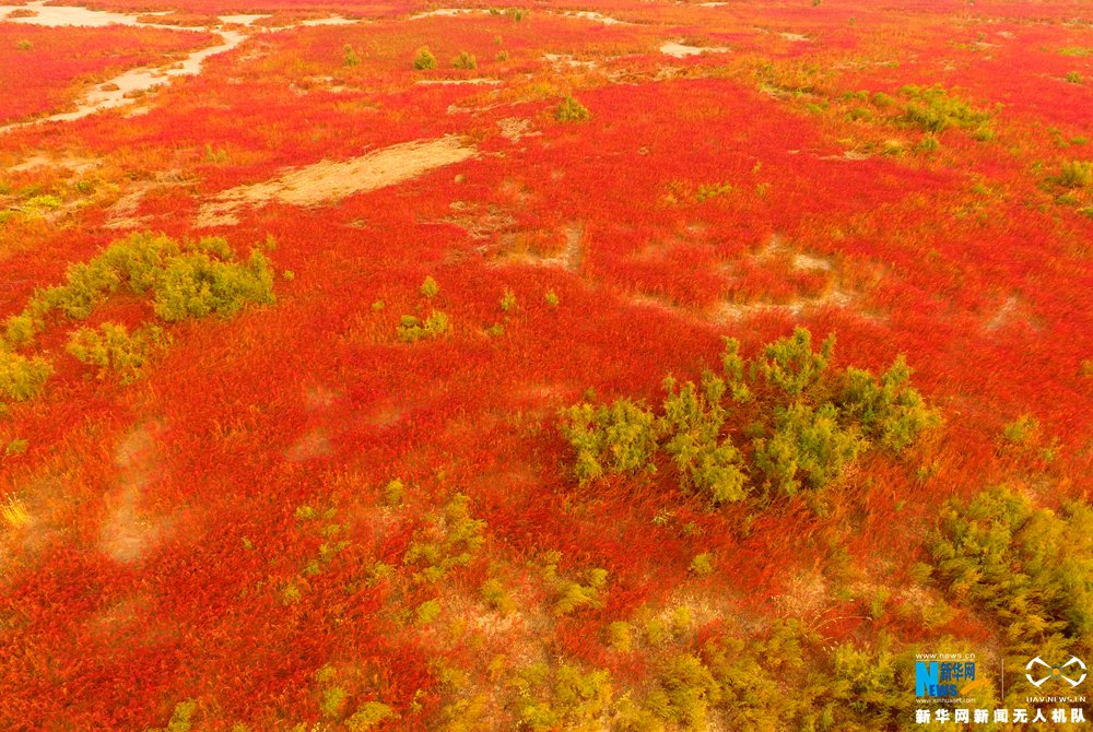 美哭！航拍黃河入海口濕地 領略大自然醉人“紅地毯”(圖)