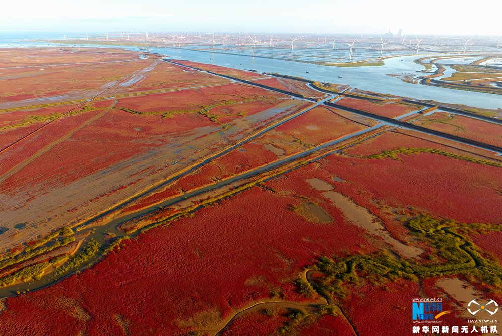 美哭！航拍黃河入海口濕地 領略大自然醉人“紅地毯”(圖)