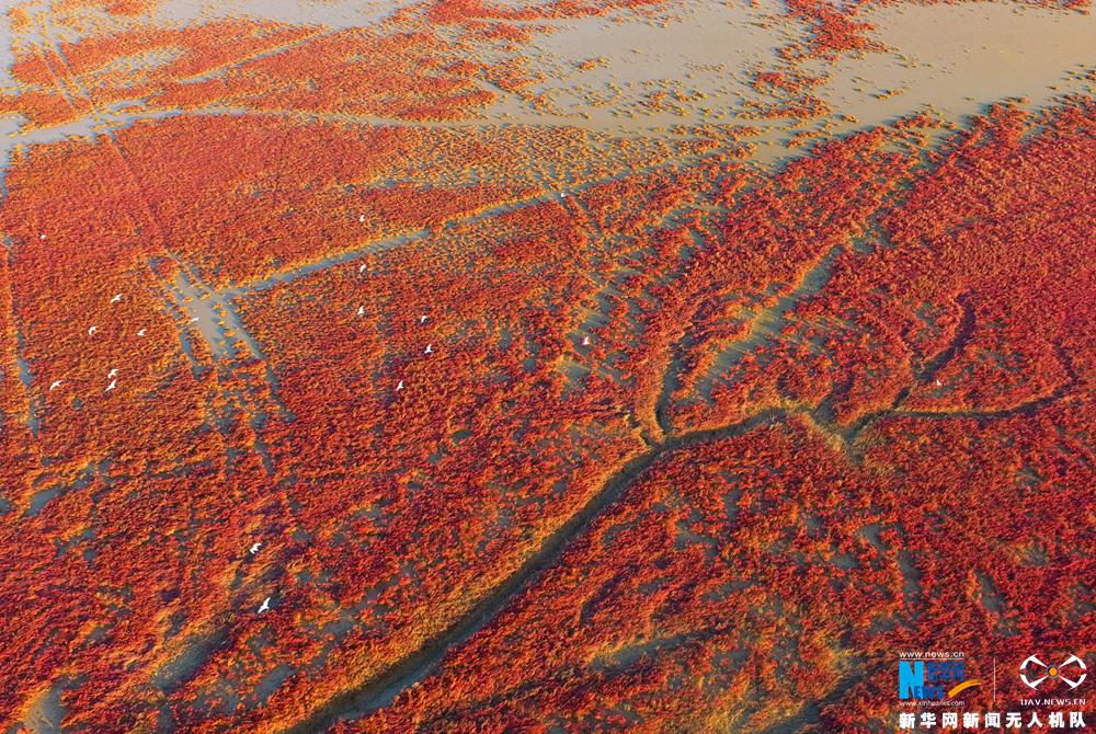 美哭！航拍黃河入海口濕地 領略大自然醉人“紅地毯”(圖)