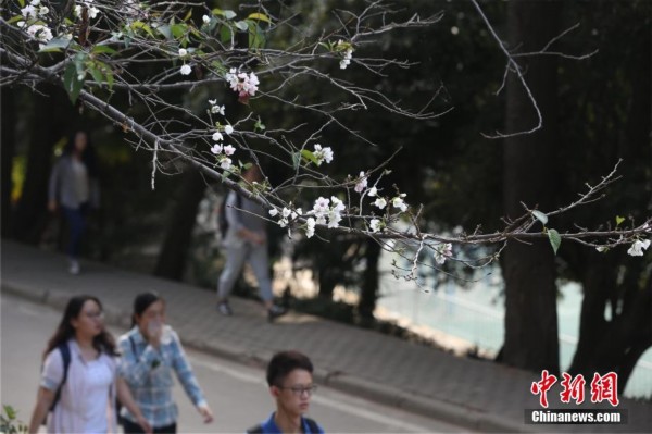 武汉大学樱花秋天再绽放 星星点点别有韵味