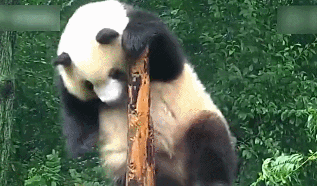 熊猫蹭痒秒变舞王 网友配上了迷醉的神曲（组图）
