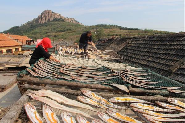 即墨“曬魚村”一年産幹魚260萬斤 房前屋頂到處是魚