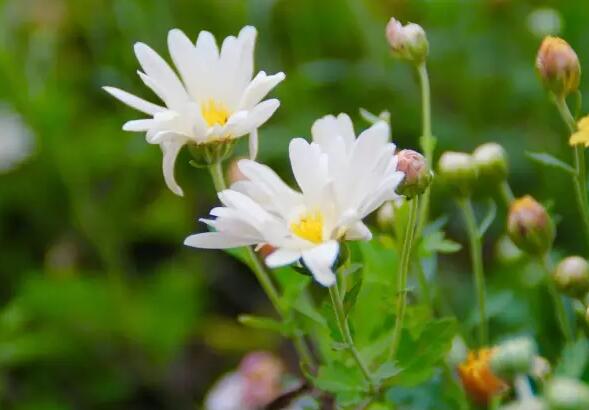 菊花怒放老龙湾 金秋赏菊正当时（组图）