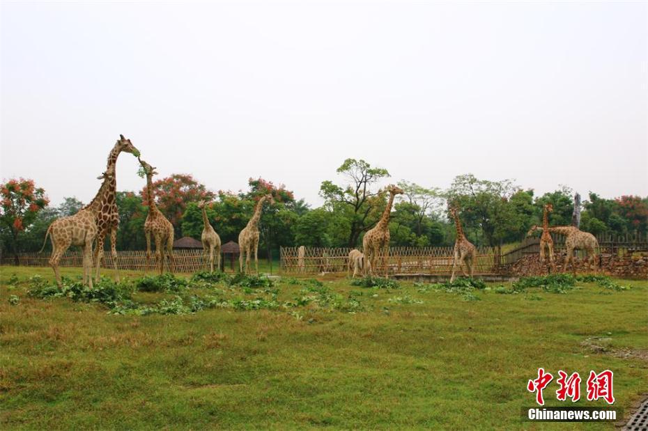 常州展出 
長頸鹿 
“ 
生死戀 
” 呼籲人們 
保護動物 
