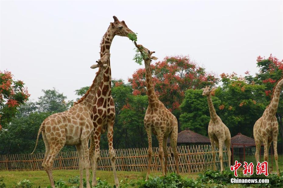 常州展出 
長頸鹿 
“ 
生死戀 
” 呼籲人們 
保護動物 
