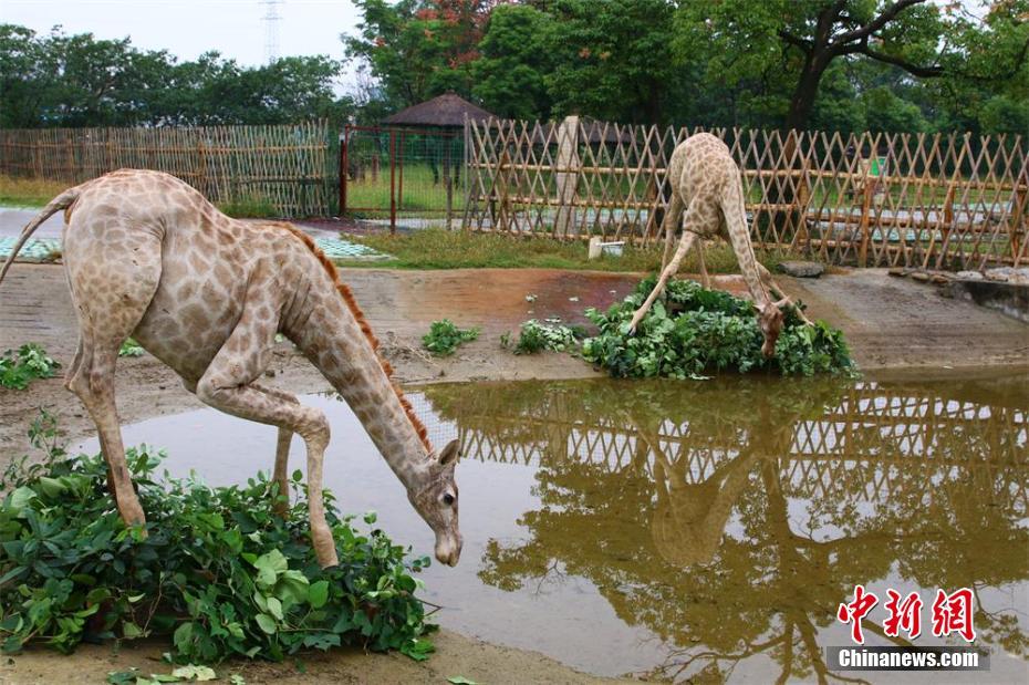 常州展出 
長頸鹿 
“ 
生死戀 
” 呼籲人們 
保護動物 
